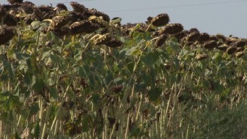 Род сунцокрета  нижи од очекиваног
