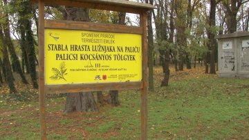 У току ревитализација споменика природе – ваде се инвазивне врсте