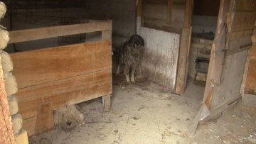 Суботичане узнемирио снимак злостављаних паса