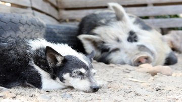 Случај лажног беснила забележен и у Суботици