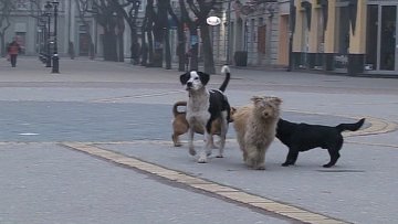 Како се понашати када видите чопор паса?