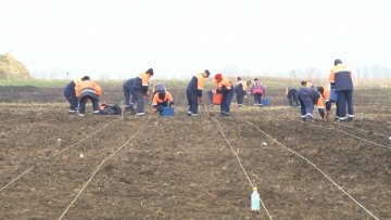 Енергетске врбе за производњу биомасе у Регионалној депонији