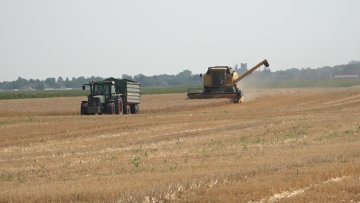 Жетва при крају –  суша скинула принос