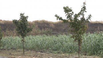 Енергетске врбе дају резултате