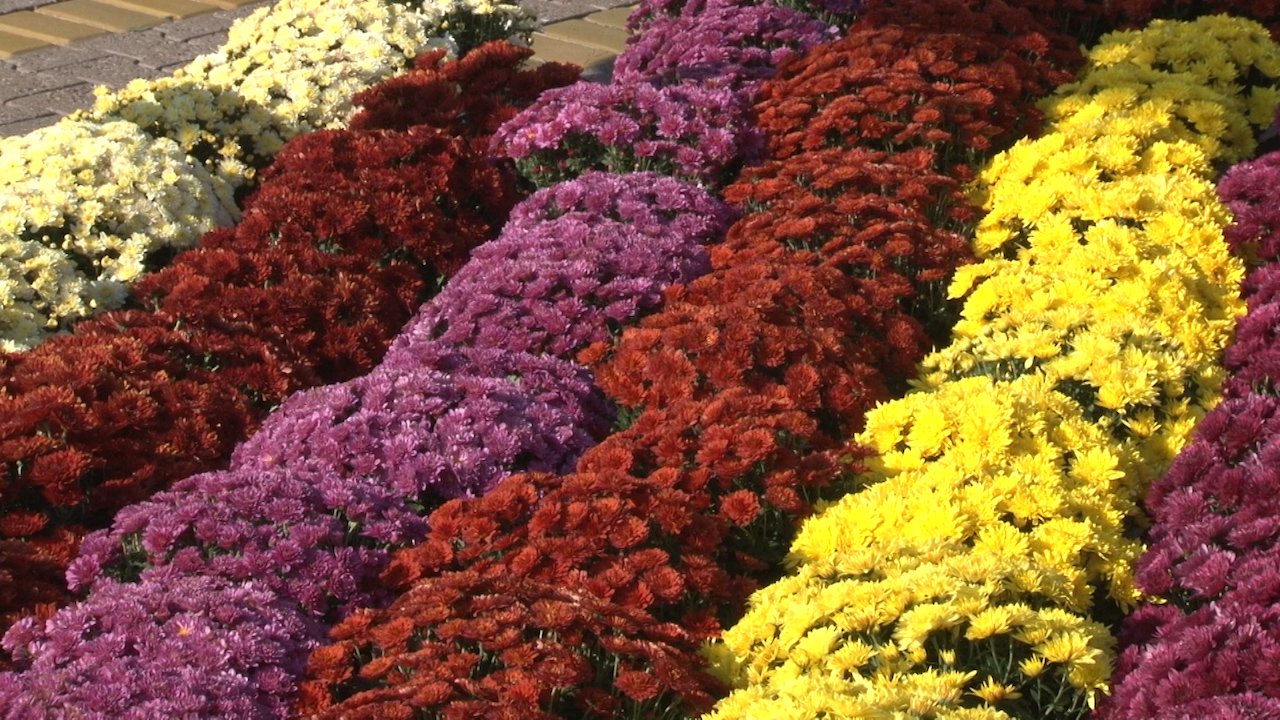 Велики избор цвећа  на  „Цветној пијаци” и „Гарден Флори”   