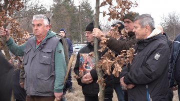 Бадњи дан традиционално започео сечом бадњака