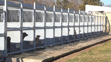 Прихватилиште за псе дупке пуно, на удомљење чека 280 душа