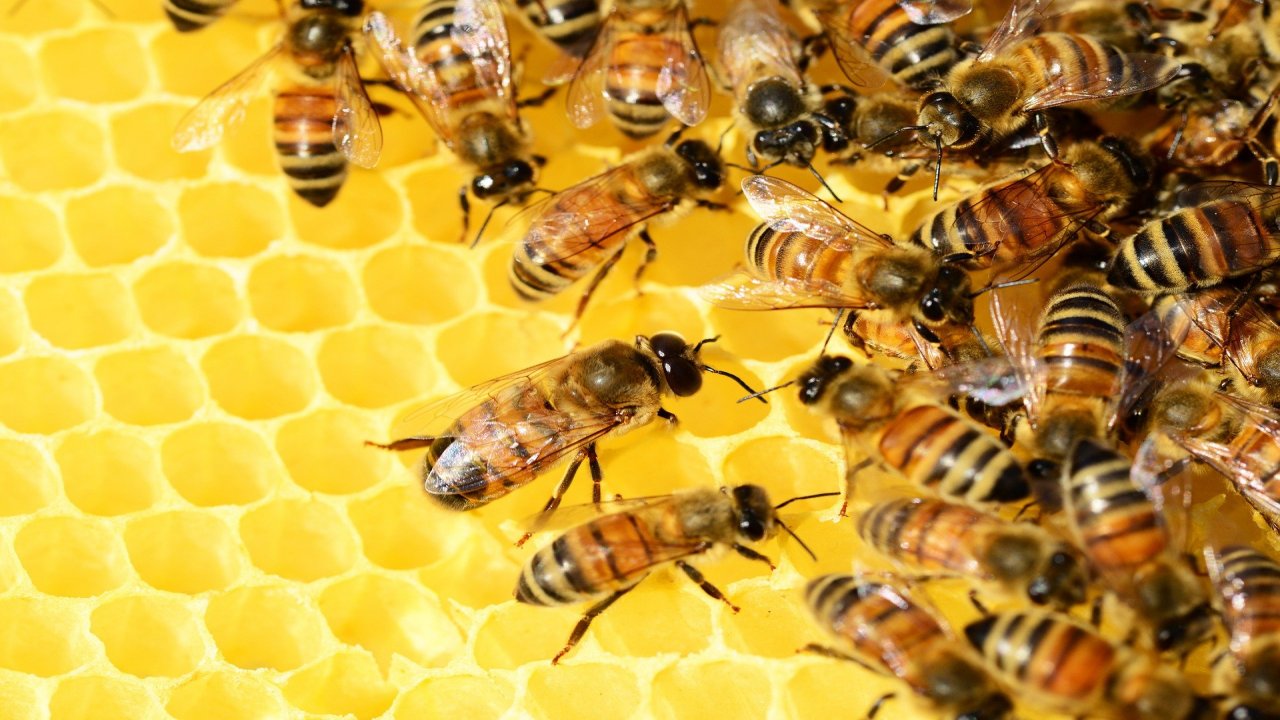 Пчелари завршавају сезону, меда има више него лане