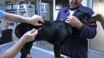 У борби против беснила кључна вакцинација 