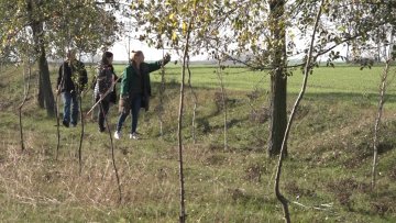 Почела садња ветрозаштитног појаса у околини Пачирског пута