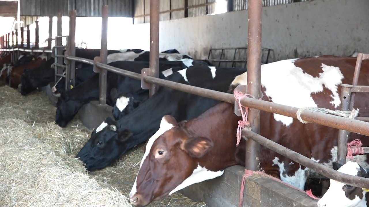 Држава даје 240 кг кукуруза по млечној крави