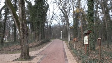 Сутра почиње орезивање и уклањање сувих стабала на Палићу 