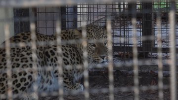 Женка леопарда страдала током парења