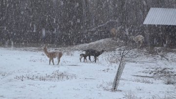 Нови становник Зоо – врта, алпака Верка