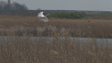 Четири деценије на Рамсарској листи 