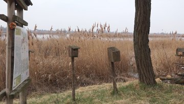 Које све дивље врсте живе у нашој околини? 