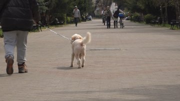 Велики пси са повоца не смеју, а само два парка у граду