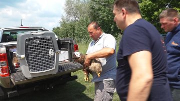 Птице из Прихватилишта Зоо-врта на Палићу враћене у природу 