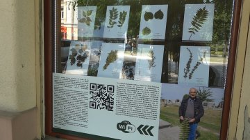 Које биљке расту на суботичким гробљима? 