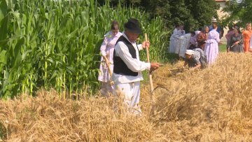 Како су Буњевци некад косили жито 