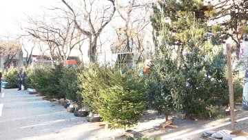 Колико кошта права новогодишња јелка?