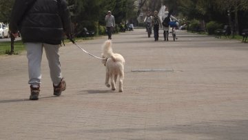 Заштита кућних љубимаца од крпеља неопходна током целе године 