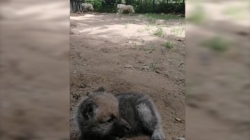 Младунчад белог вука нови становници Зоолошког врта